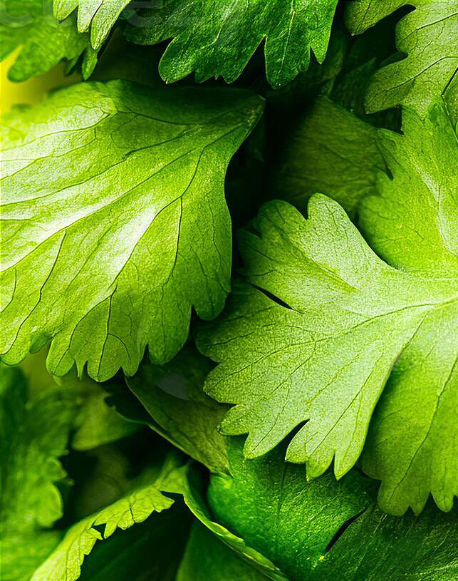 Close-up of fresh cilantro